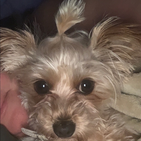 Meet your Posher, Rachel - Picture 1 of 1